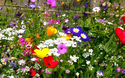 Mitgliederversammlung | Wahl Vorstand – vereinsintern